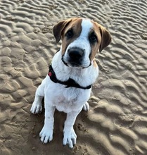 HUBERT, Hund, Mastin Español-x in Spanien - Bild 1