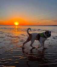 HUBERT, Hund, Mastin Español-x in Spanien - Bild 6