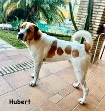 HUBERT, Hund, Mastin Español-x in Spanien - Bild 7