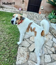 HUBERT, Hund, Mastin Español-x in Spanien - Bild 8