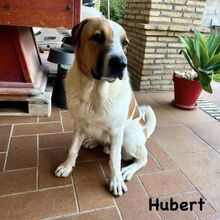 HUBERT, Hund, Mastin Español-x in Spanien - Bild 9