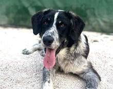 TALAK, Hund, Mischlingshund in Griechenland