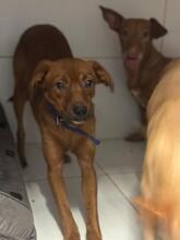 ERIK, Hund, Podenco-Mix in Spanien - Bild 1