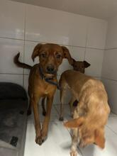 ERIK, Hund, Podenco-Mix in Spanien - Bild 2