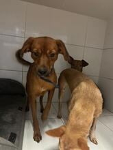 ERIK, Hund, Podenco-Mix in Spanien - Bild 4