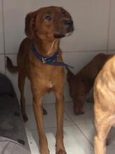 ERIK, Hund, Podenco-Mix in Spanien - Bild 5