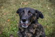 RAJANI, Hund, Mischlingshund in Kroatien - Bild 1