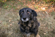 RAJANI, Hund, Mischlingshund in Kroatien - Bild 2