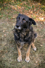 RAJANI, Hund, Mischlingshund in Kroatien - Bild 3