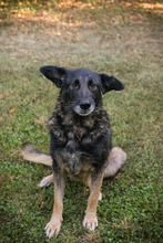 RAJANI, Hund, Mischlingshund in Kroatien - Bild 4