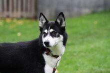 DEA, Hund, Siberian Husky in Kreuzau - Bild 1