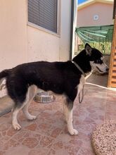 DEA, Hund, Siberian Husky in Kreuzau - Bild 12