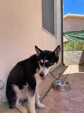 DEA, Hund, Siberian Husky in Kreuzau - Bild 13