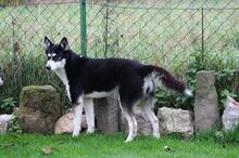 DEA, Hund, Siberian Husky in Kreuzau - Bild 2