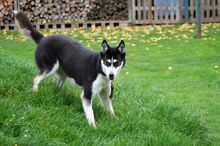 DEA, Hund, Siberian Husky in Kreuzau - Bild 3