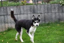 DEA, Hund, Siberian Husky in Kreuzau - Bild 4