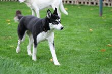 DEA, Hund, Siberian Husky in Kreuzau - Bild 6