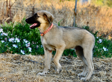 BONO, Hund, Mischlingshund in Leutkirch - Bild 2