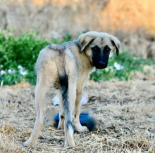 BONO, Hund, Mischlingshund in Leutkirch - Bild 4