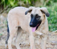 BONO, Hund, Mischlingshund in Leutkirch - Bild 7