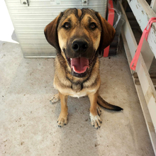 MOCA, Hund, Mischlingshund in Griechenland