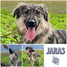 JARAS, Hund, Mischlingshund in Eichenau