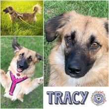 TRACY, Hund, Mischlingshund in Westoverledingen