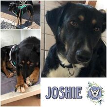 JOSHIE, Hund, Mischlingshund in Schierling
