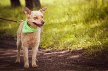 LAPAJ, Hund, Mischlingshund in Slowakische Republik - Bild 2