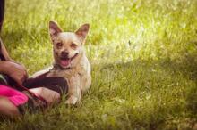 LAPAJ, Hund, Mischlingshund in Slowakische Republik - Bild 3