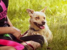 LAPAJ, Hund, Mischlingshund in Slowakische Republik - Bild 4