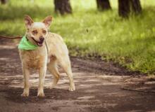 LAPAJ, Hund, Mischlingshund in Slowakische Republik - Bild 7