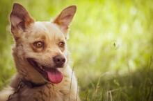 LAPAJ, Hund, Mischlingshund in Slowakische Republik - Bild 9