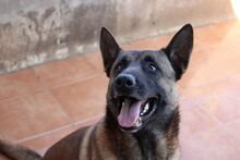 MERENGUE, Hund, Malinois-Mix in Spanien - Bild 1