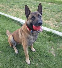 MERENGUE, Hund, Malinois-Mix in Spanien - Bild 2