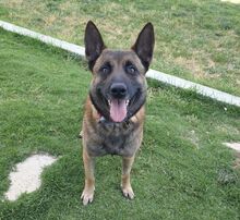 MERENGUE, Hund, Malinois-Mix in Spanien - Bild 3