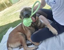 MERENGUE, Hund, Malinois-Mix in Spanien - Bild 4