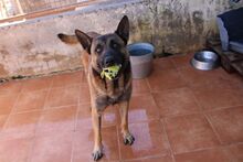 MERENGUE, Hund, Malinois-Mix in Spanien - Bild 5