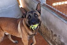 MERENGUE, Hund, Malinois-Mix in Spanien - Bild 6