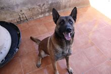 MERENGUE, Hund, Malinois-Mix in Spanien - Bild 7