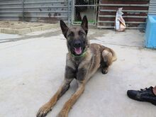 GOLIAT, Hund, Malinois-Mix in Spanien - Bild 1