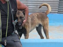 GOLIAT, Hund, Malinois-Mix in Spanien - Bild 2