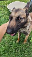 GOLIAT, Hund, Malinois-Mix in Spanien - Bild 3