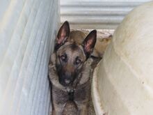 GOLIAT, Hund, Malinois-Mix in Spanien - Bild 4