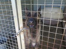 GOLIAT, Hund, Malinois-Mix in Spanien - Bild 5