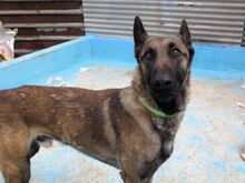 GOLIAT, Hund, Malinois-Mix in Spanien - Bild 6