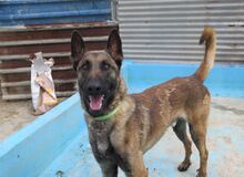 GOLIAT, Hund, Malinois-Mix in Spanien - Bild 7