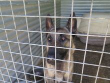 GOLIAT, Hund, Malinois-Mix in Spanien - Bild 8