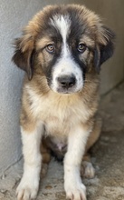 KROOS, Hund, Mischlingshund in Griechenland - Bild 1