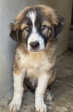 KROOS, Hund, Mischlingshund in Griechenland - Bild 17